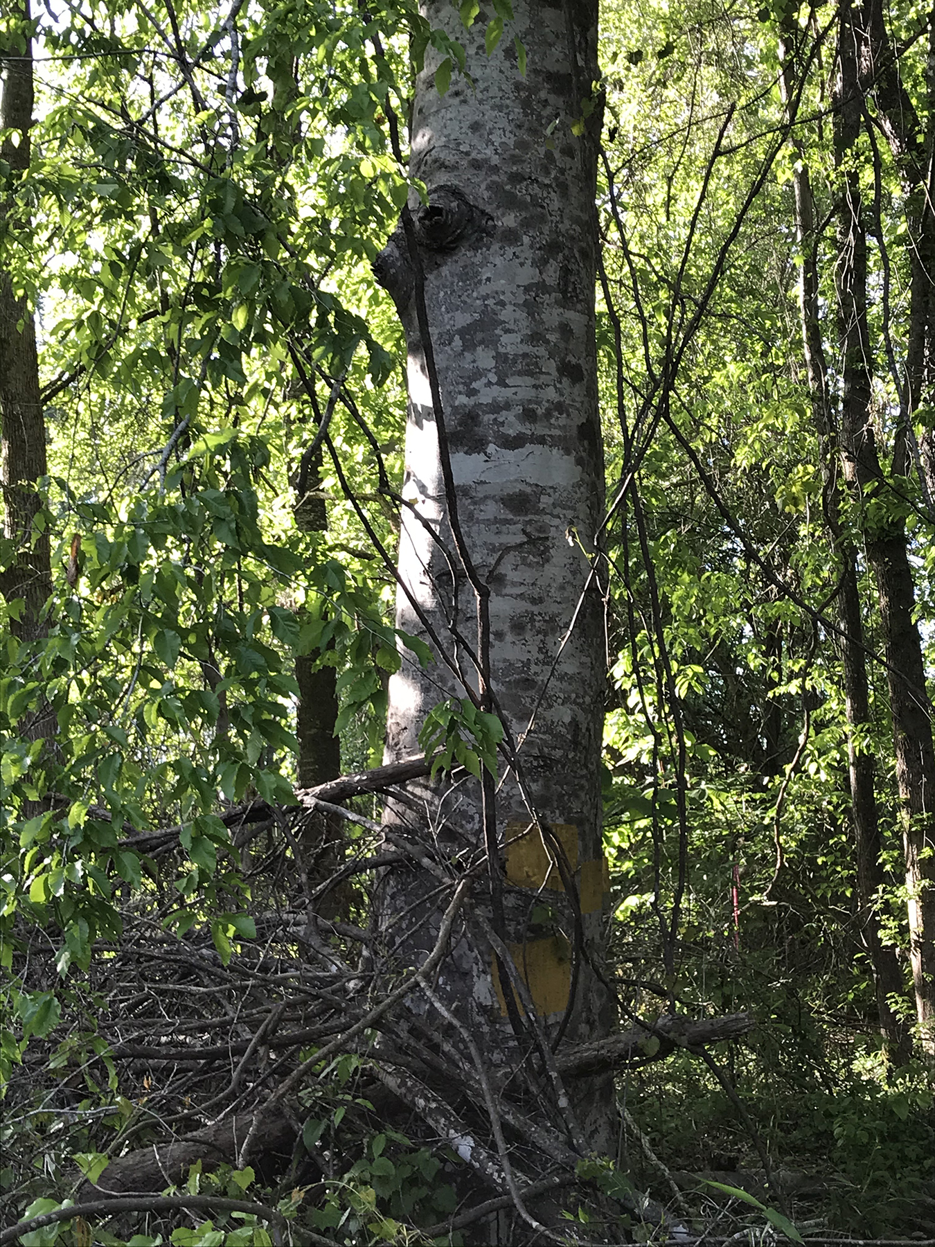 A large beech tree surrounded by greenery and small stems.